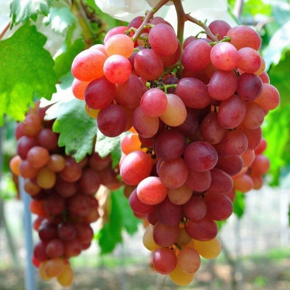 Red Globe Grapes Plant