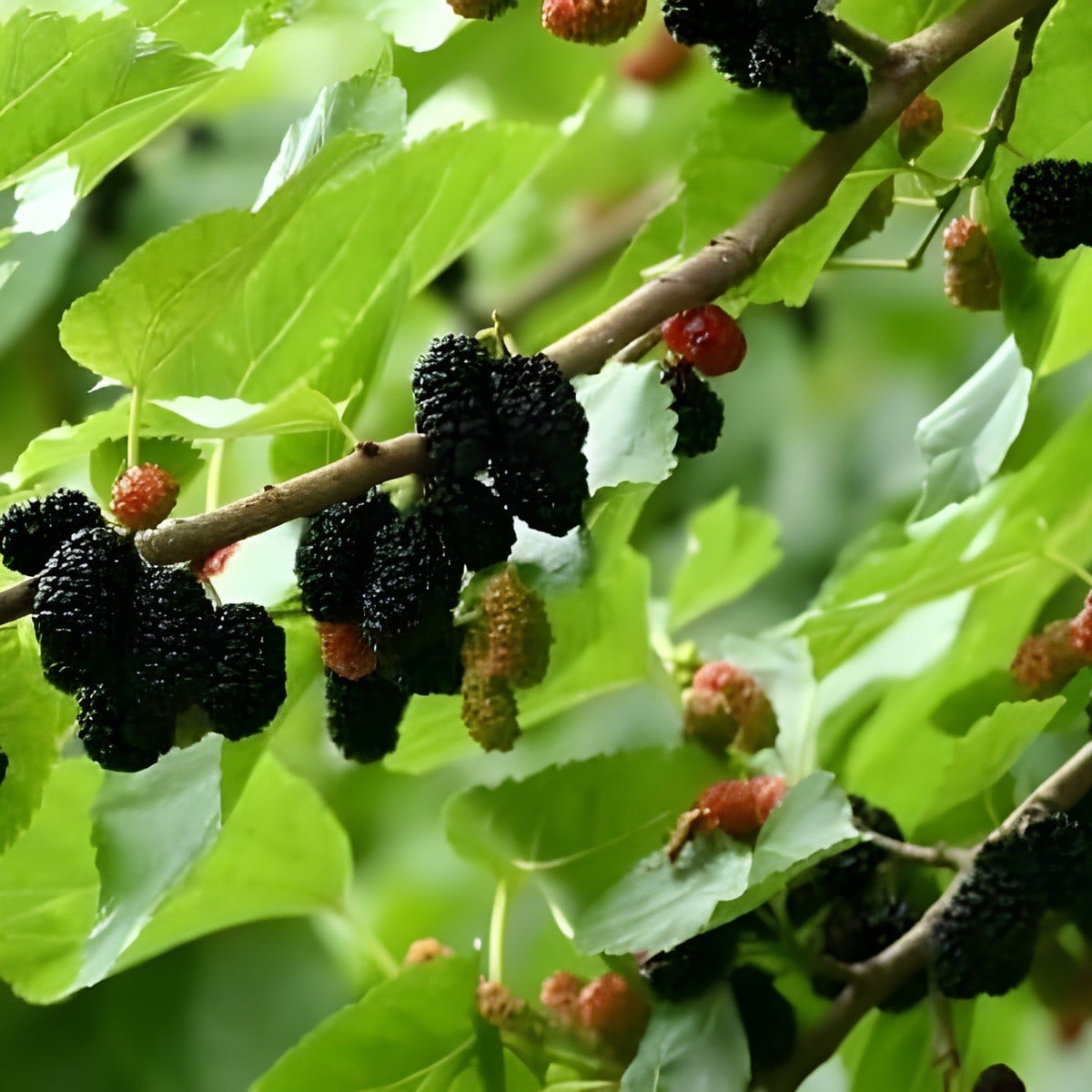 Short Mulberry Plant