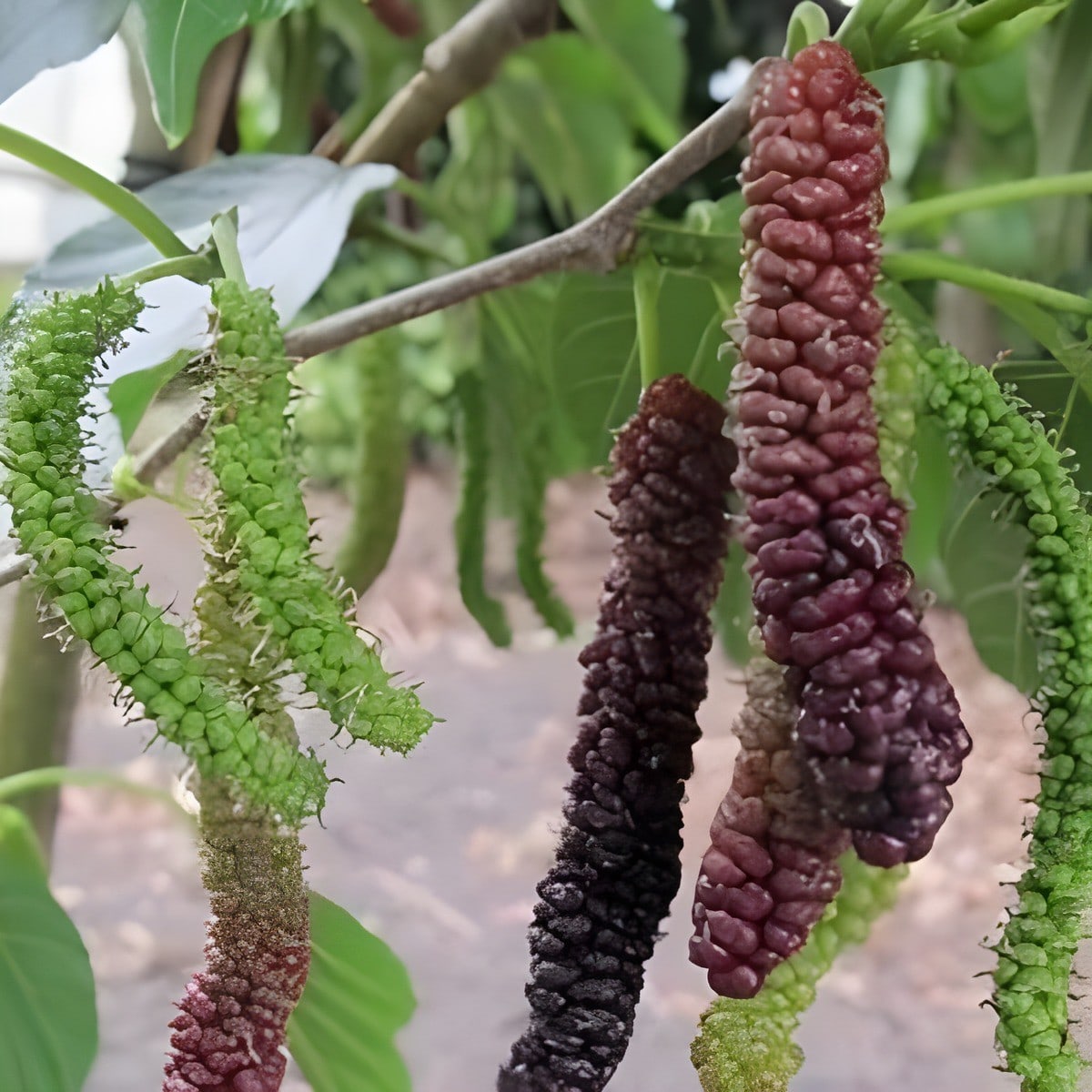 Long Mulberry Plant