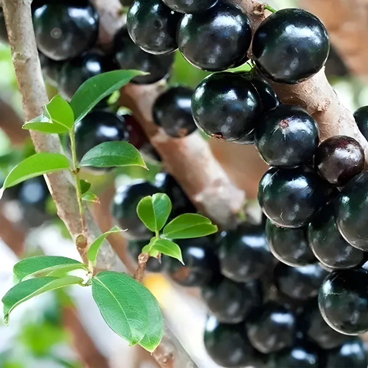Red Hybrid Jabuticaba Plant