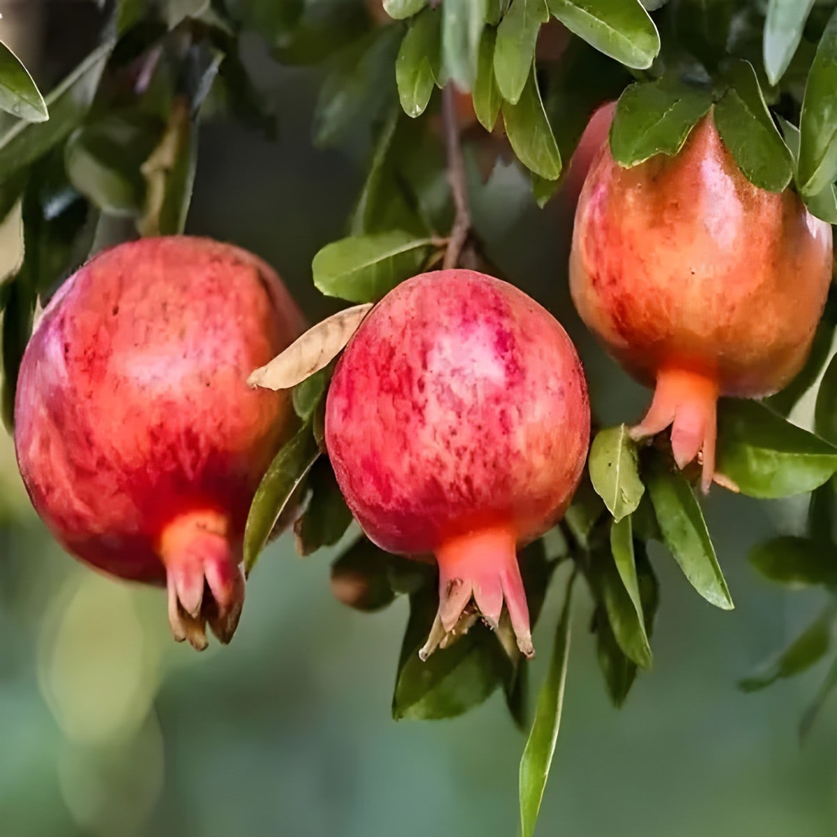 Granada Pomegranate Plant