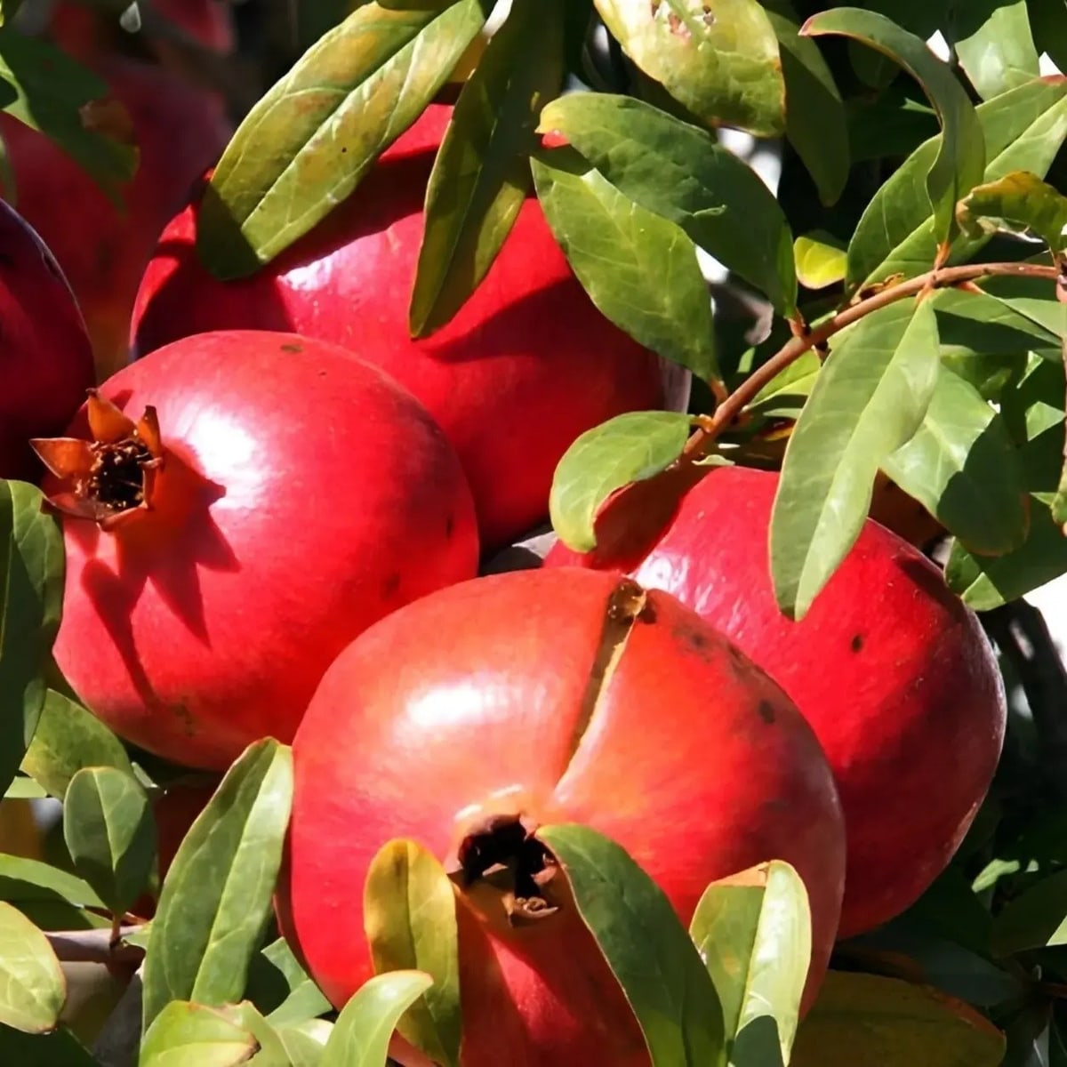 Toms Red Pomegranate Plant