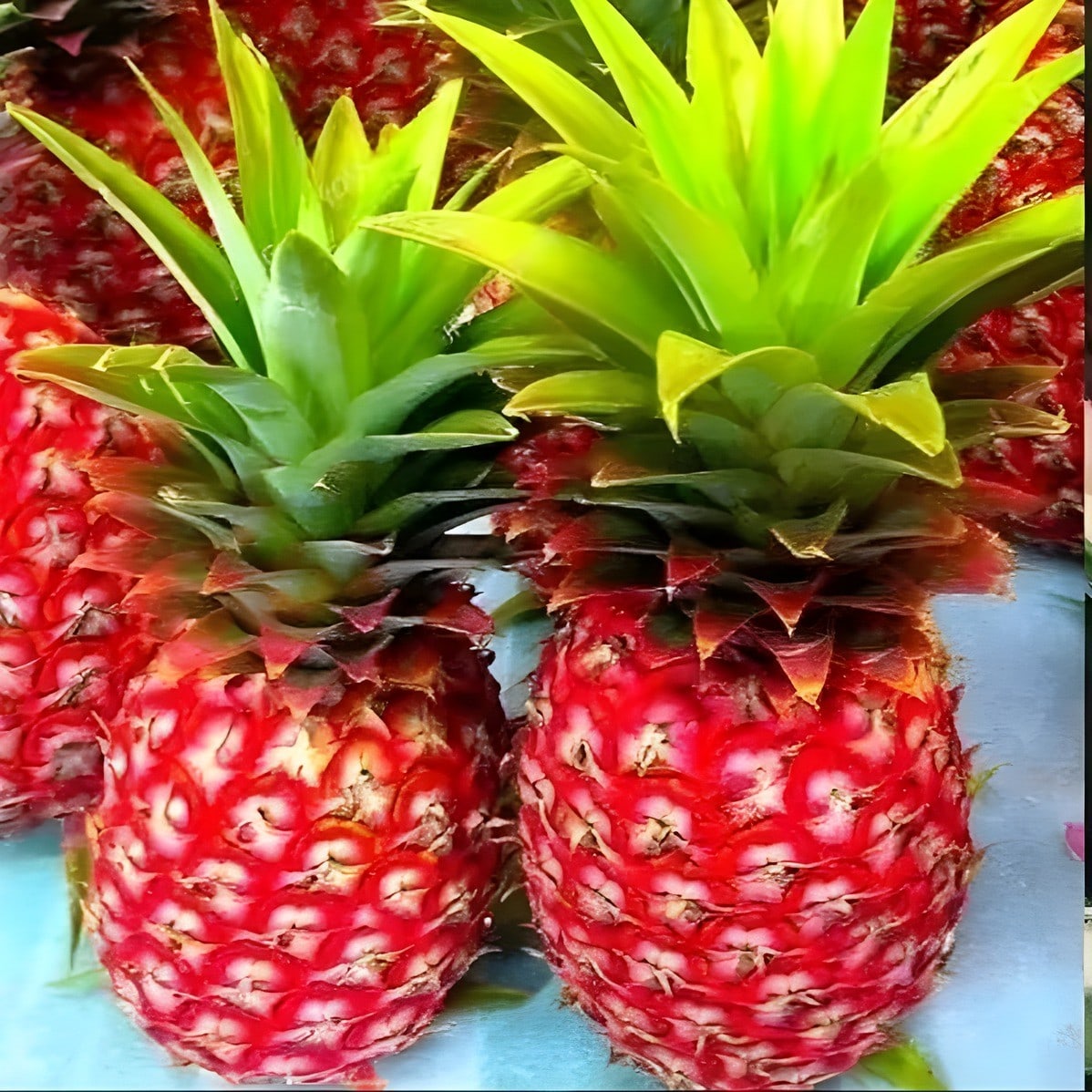 Red Pineapple Plant