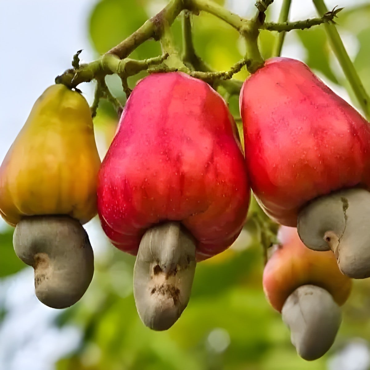 Cashew Nut Plant