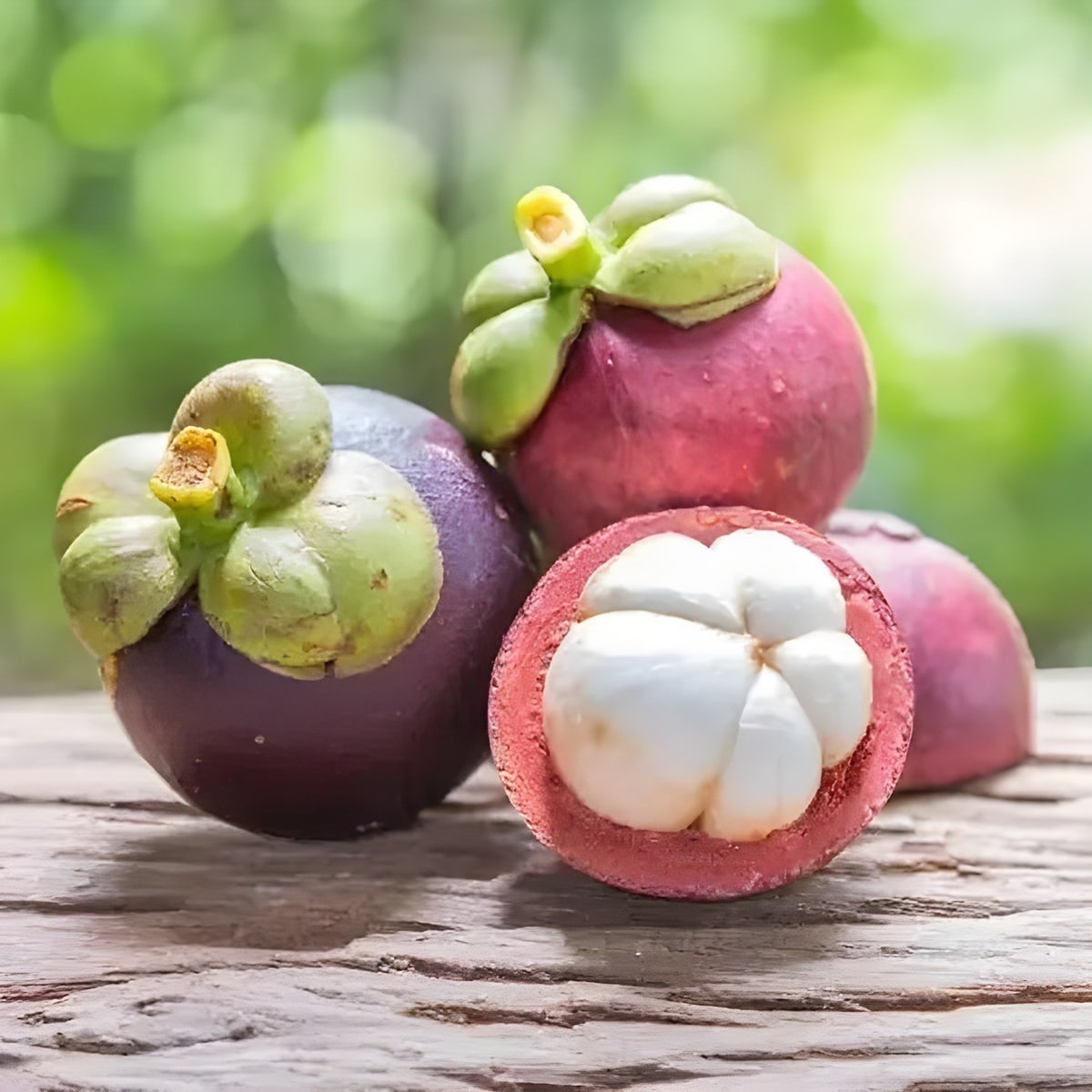 Mangosteen Plant