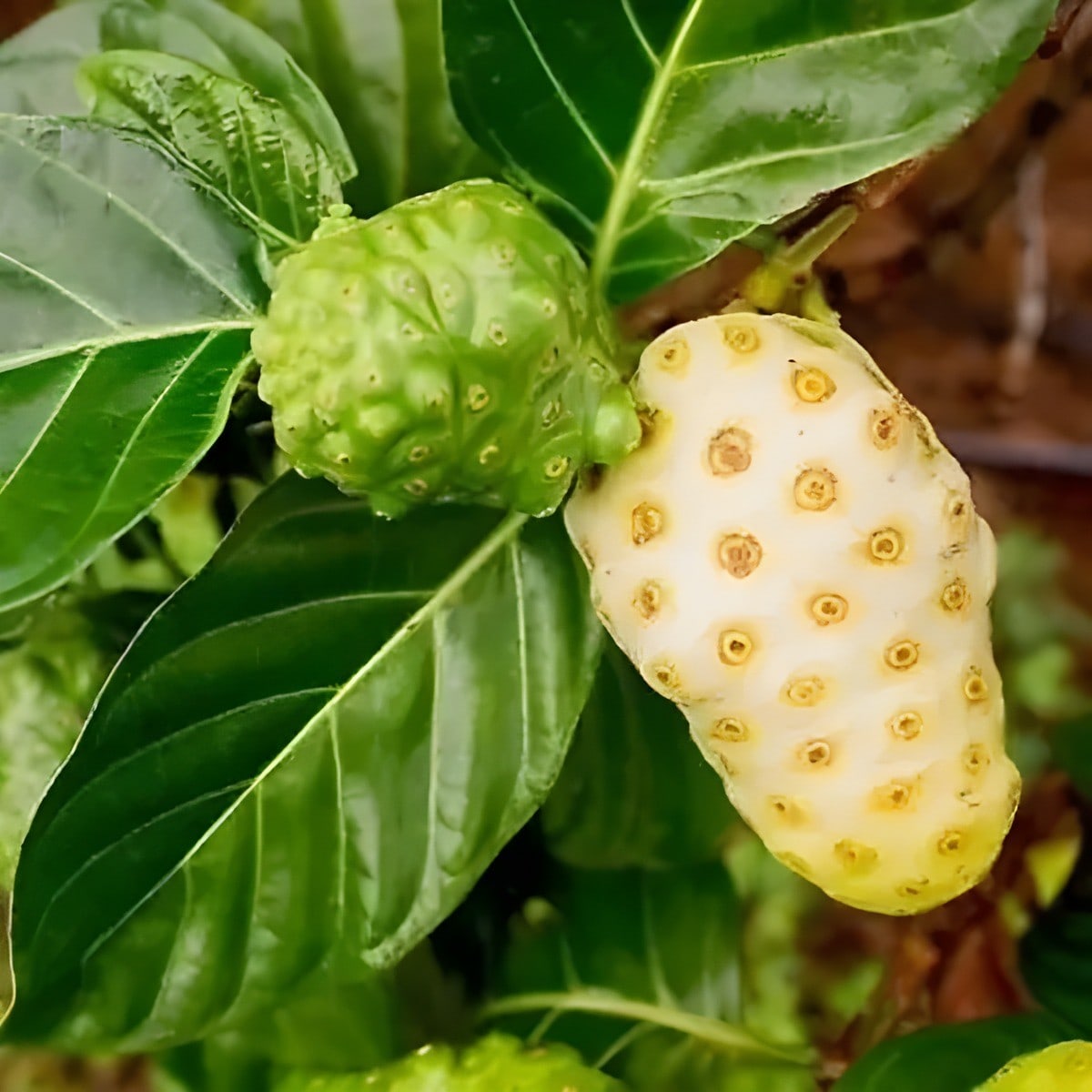 Noni Fruit Plant