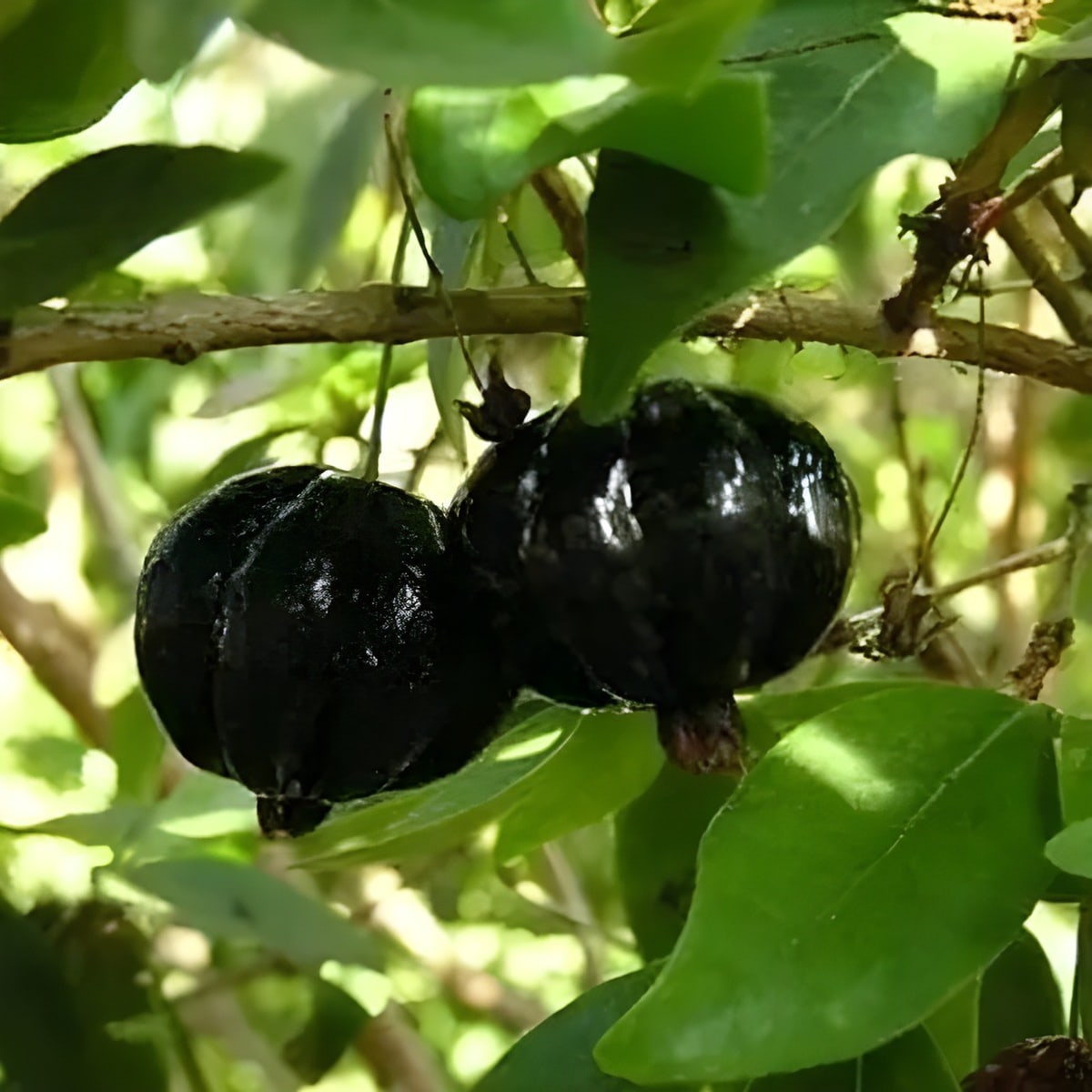 Black Surinam Cherry Plant