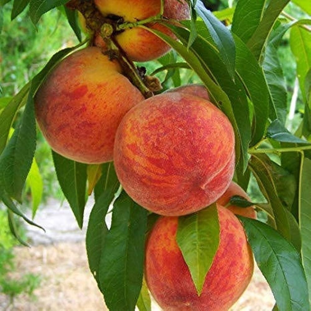 Peach Plant