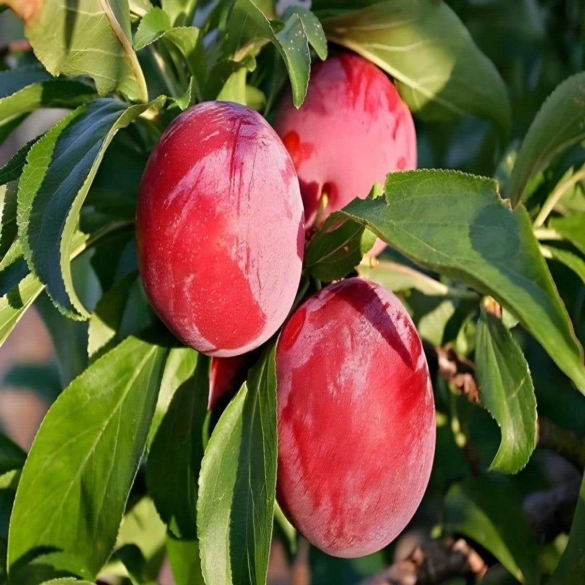 Hybrid Aloo Bukhara Plant