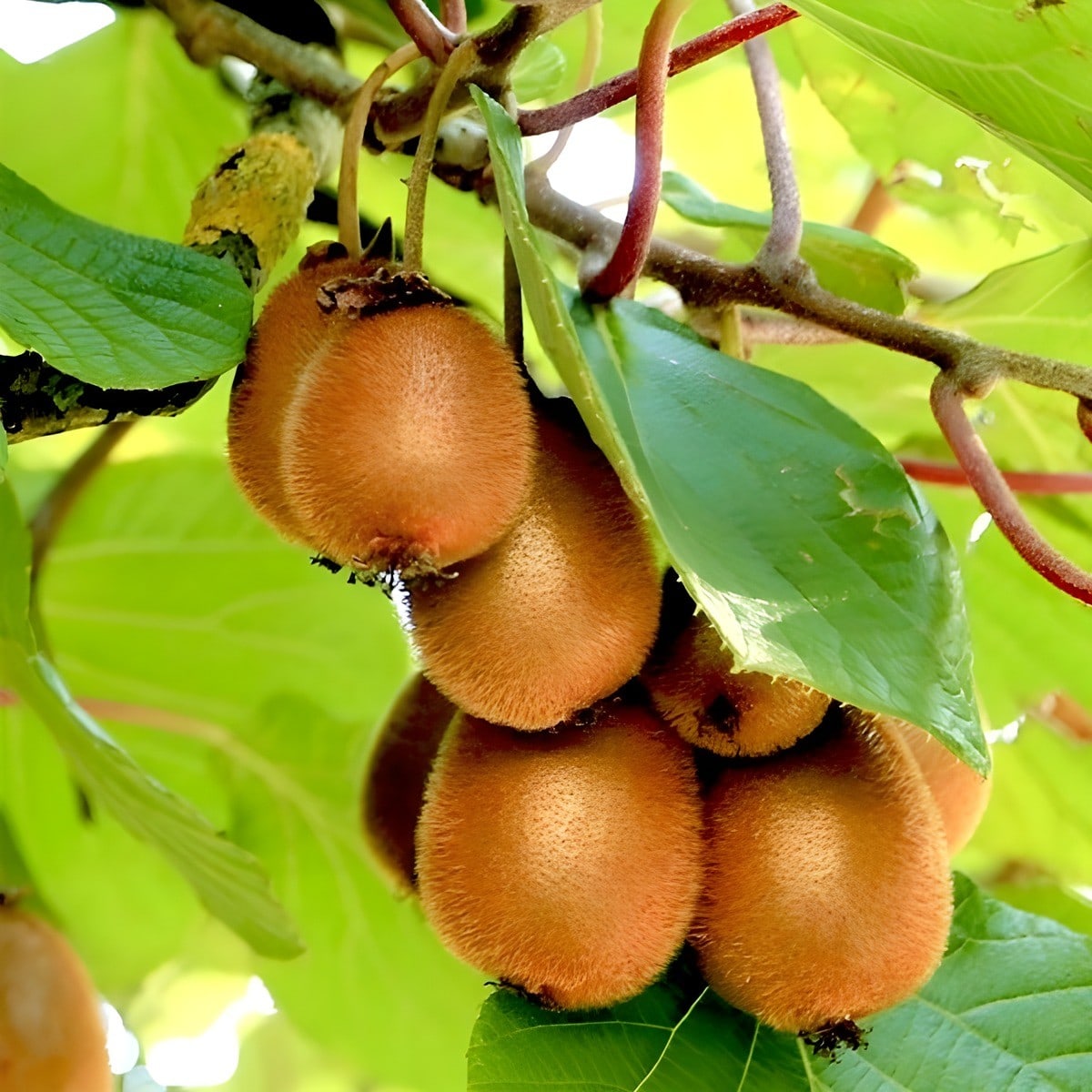 Kiwi Plant