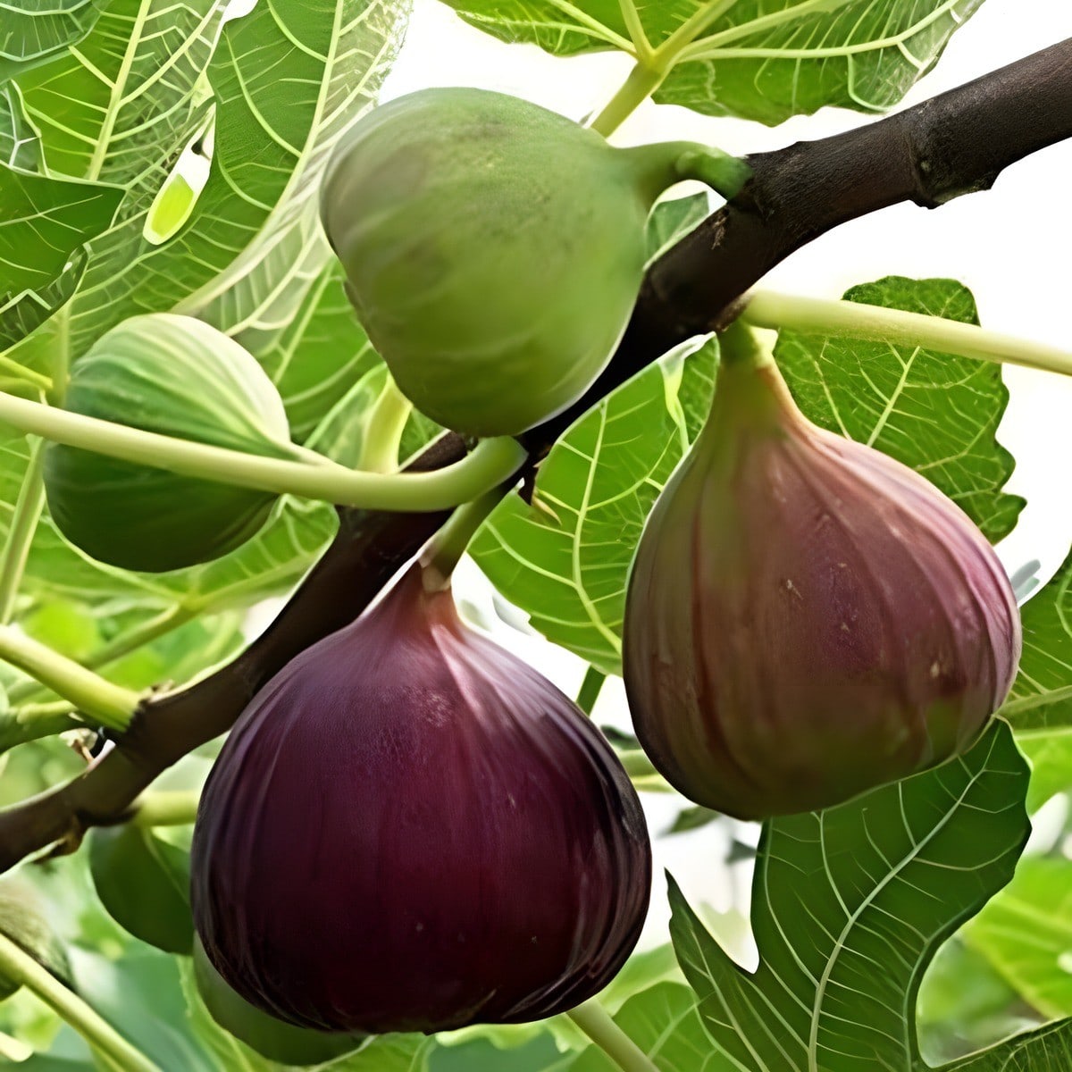 Anjeer Fig Plant