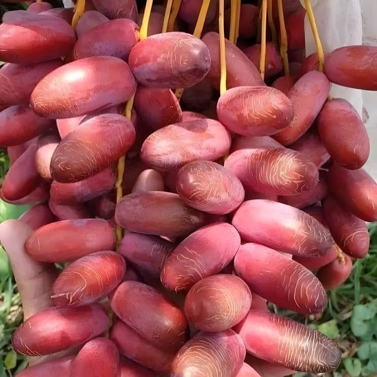 Ajwa Date Palm Plant