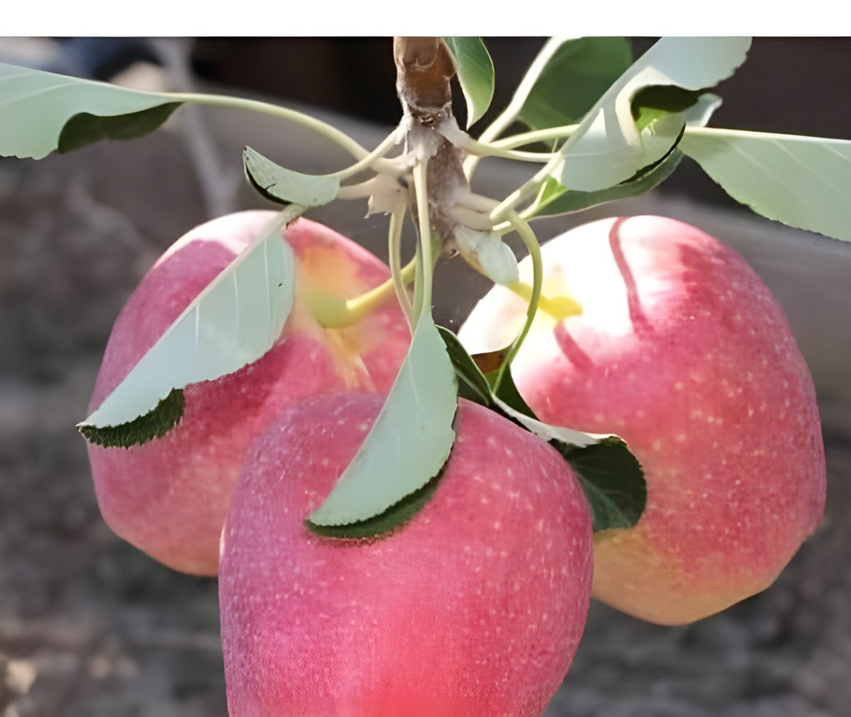 Anna Apple Plant