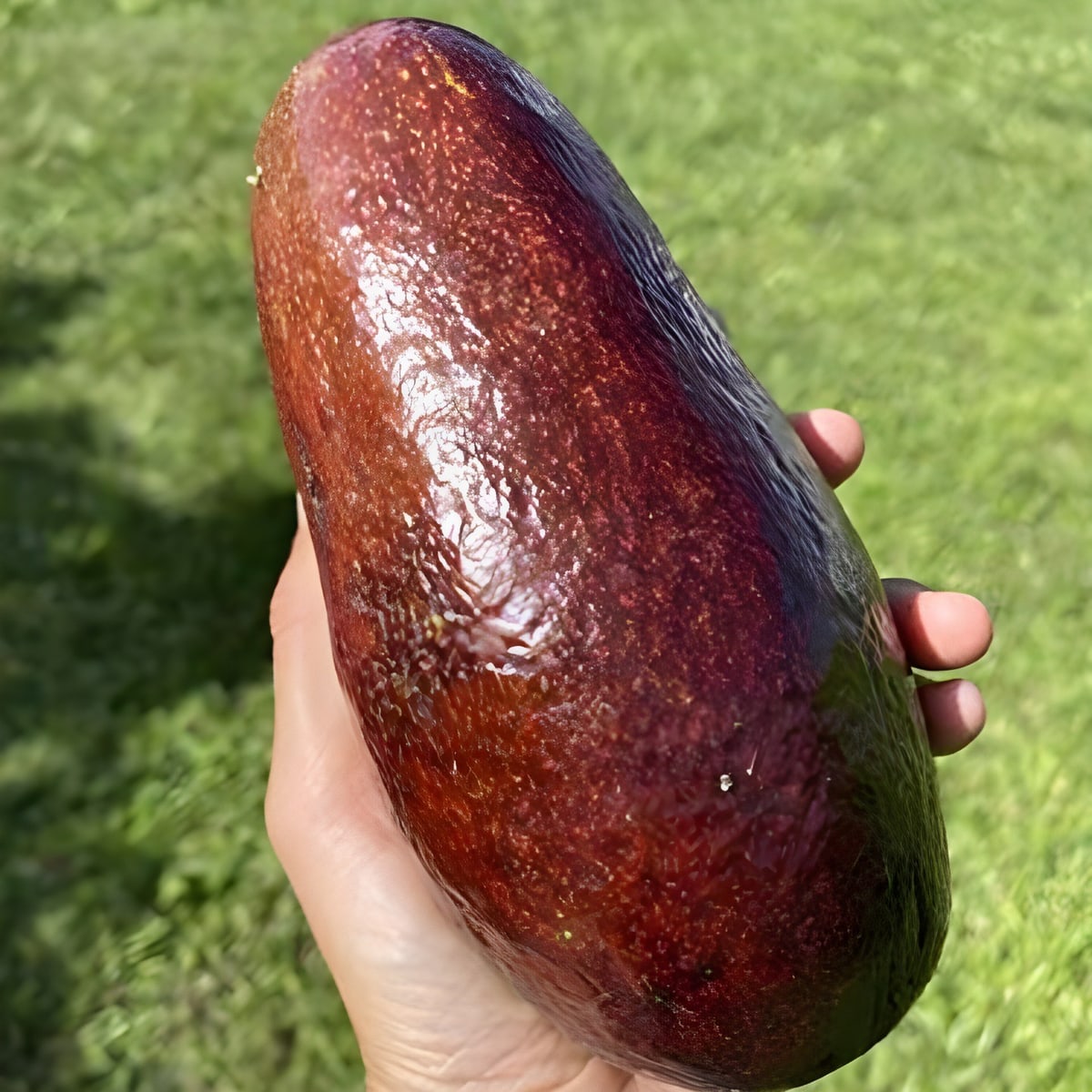 Red Avocado Plant