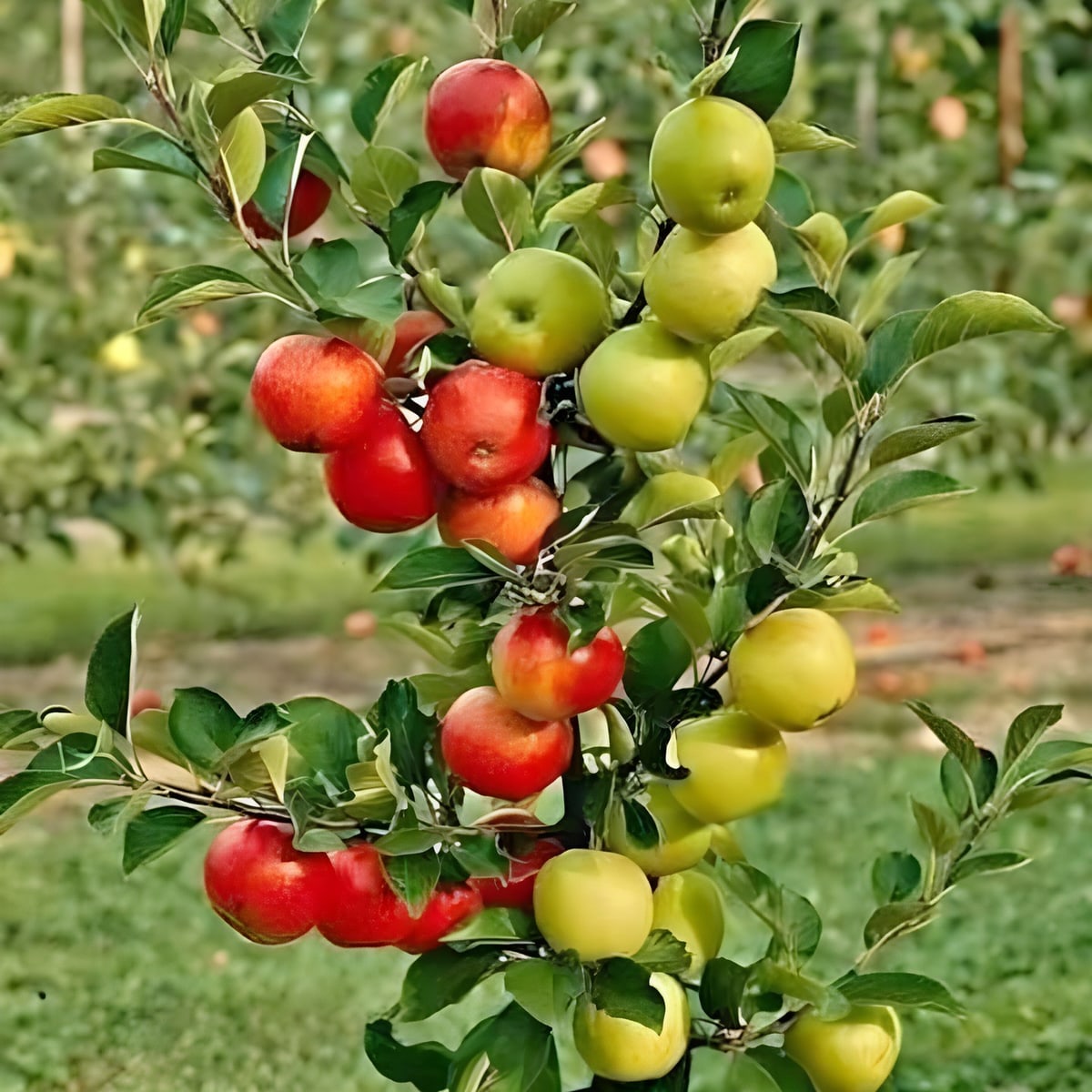 HRMN 99 Apple Plant