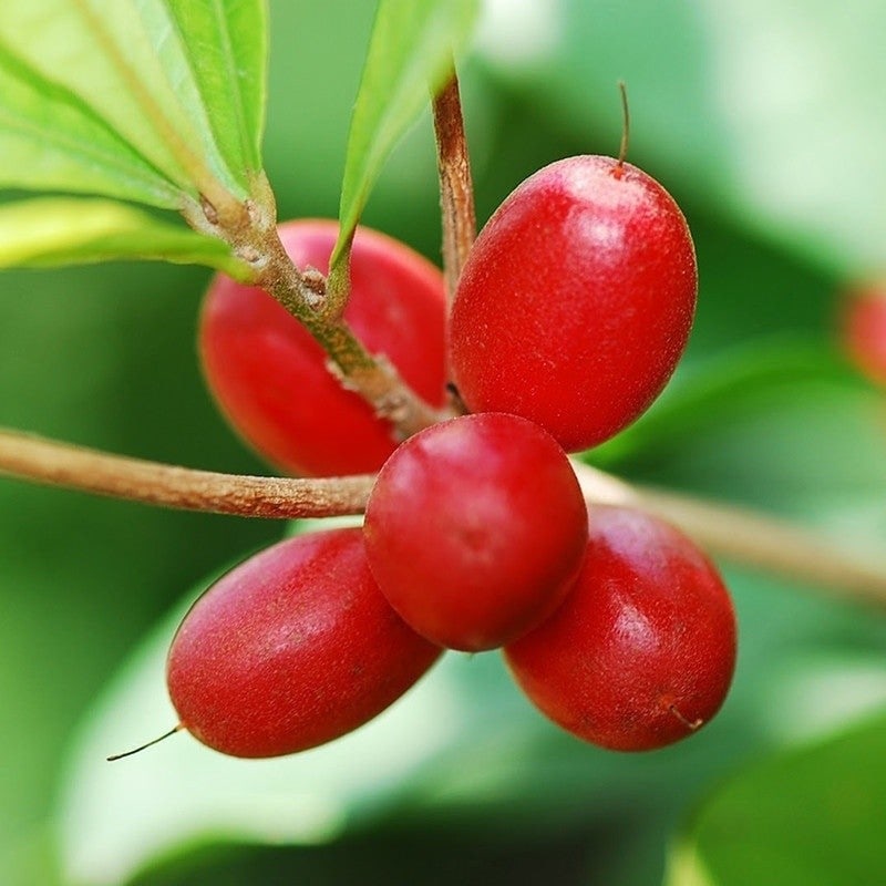 Miracle Fruit Plant