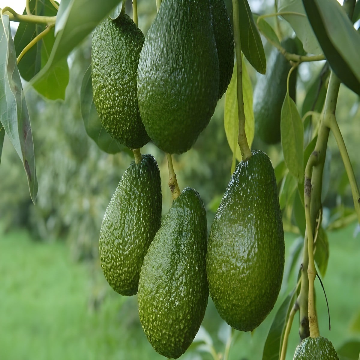 Avocado Plant