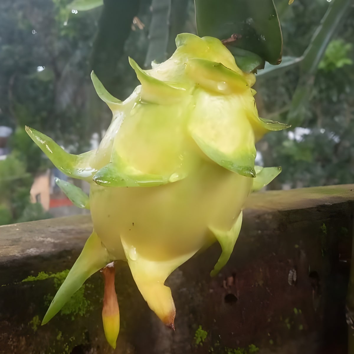 Yellow Dragon Fruit Plant