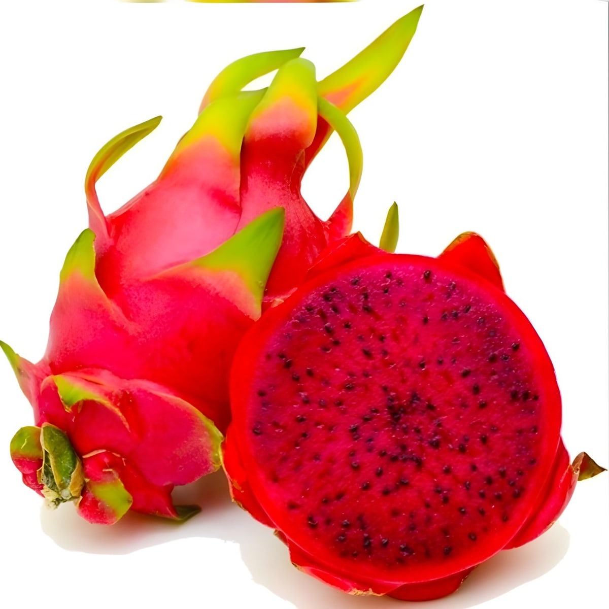 Red Jambo Dragon Fruit Plant