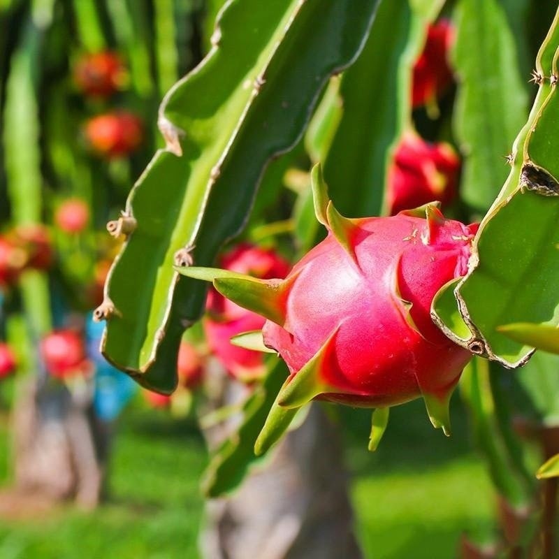Red Dragon Fruit Plant
