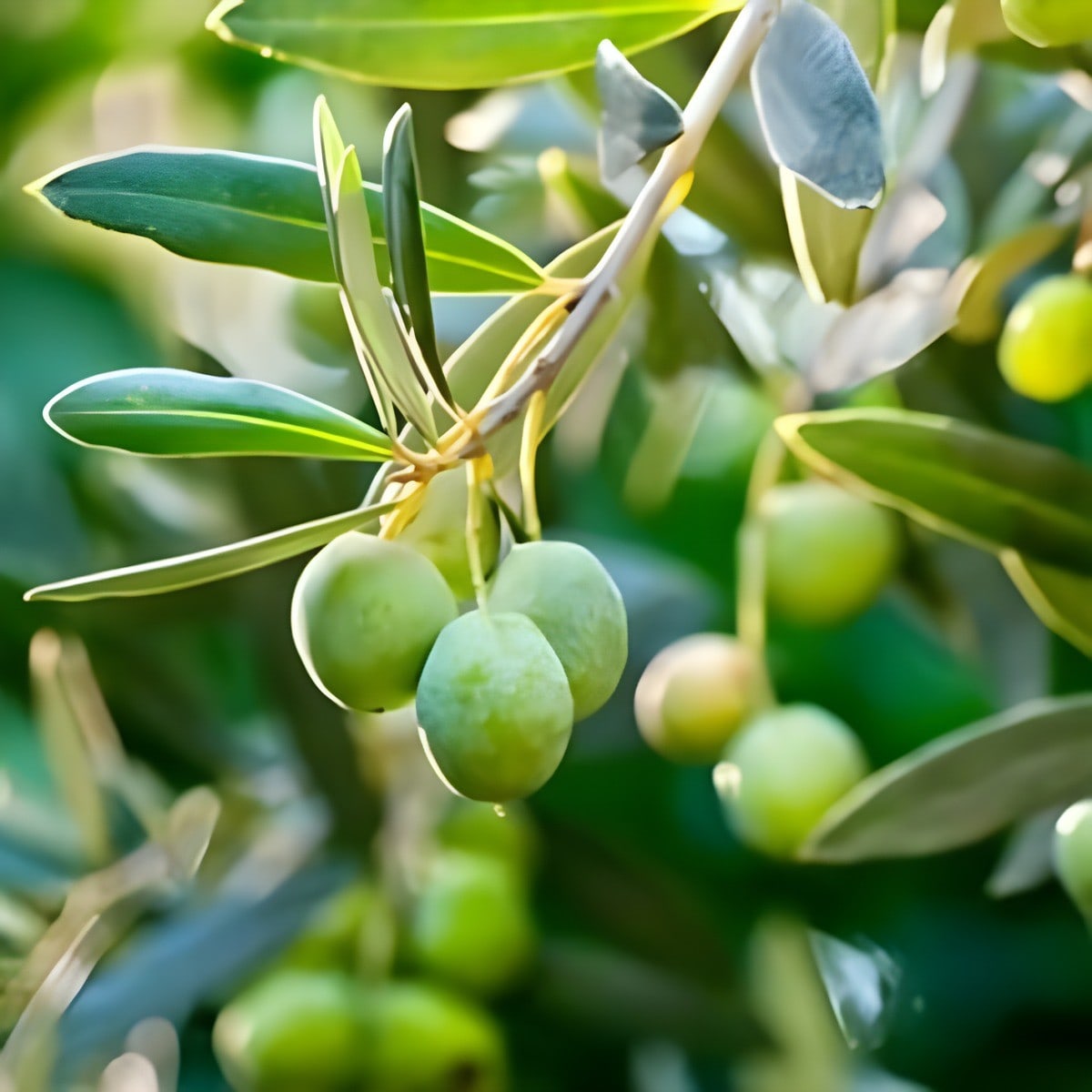 Thai Sweet Olive Plant