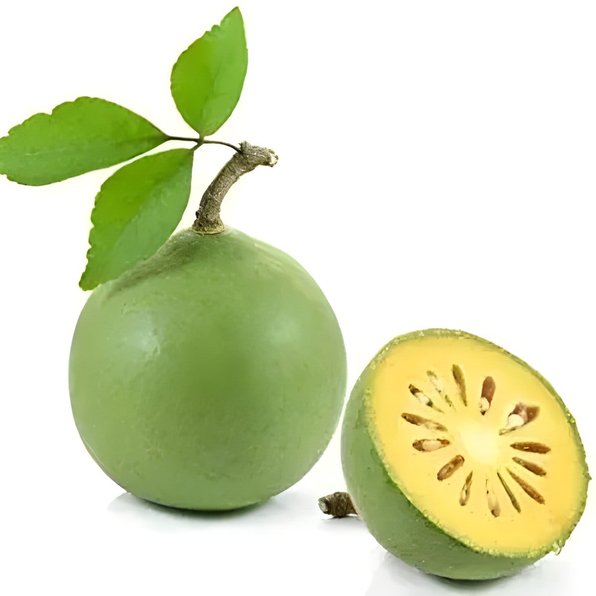 Thai Bilva Plant