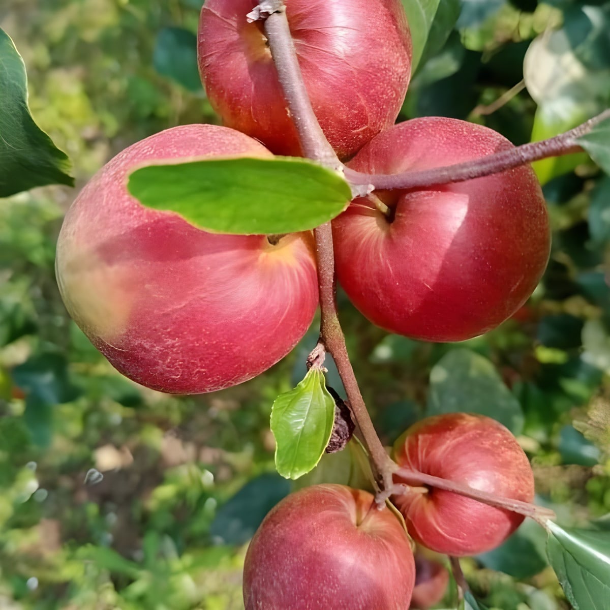 Kashmiri Red Apple Ber Plant