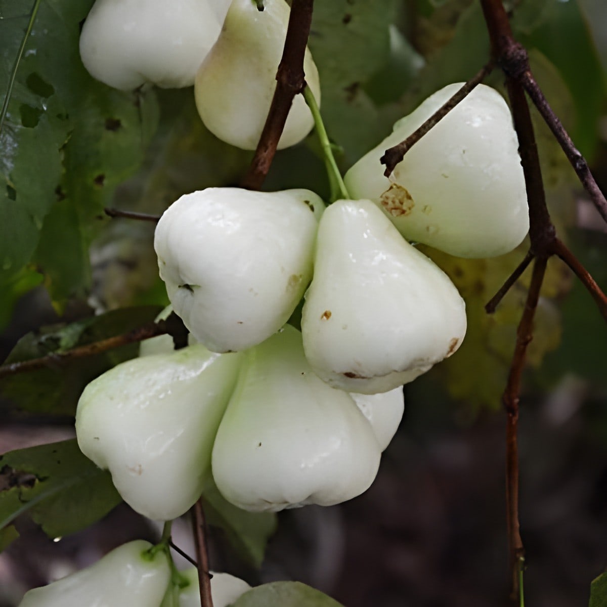 White Water Apple Plant