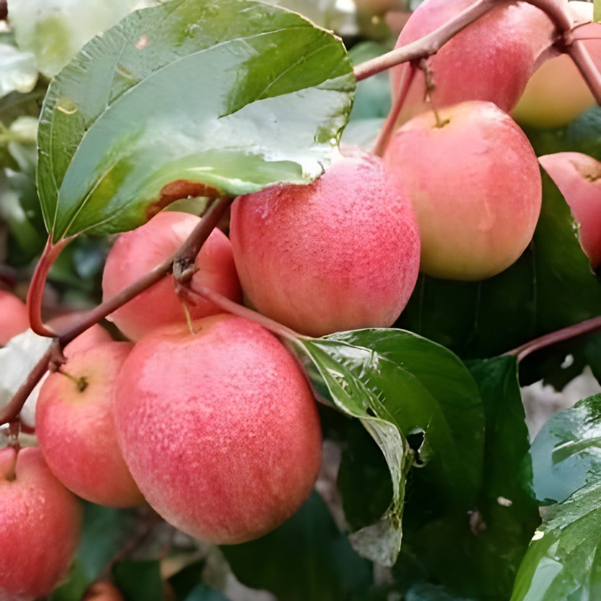 Miss India Apple Ber Plant