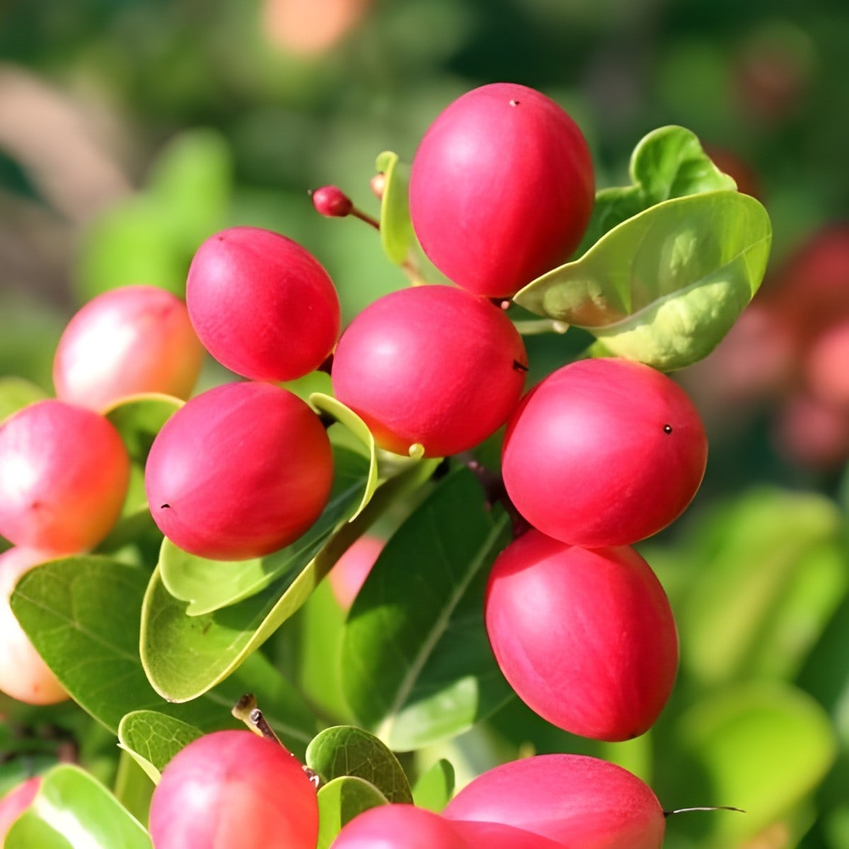 Sweet and Sour Pink Karonda Plant