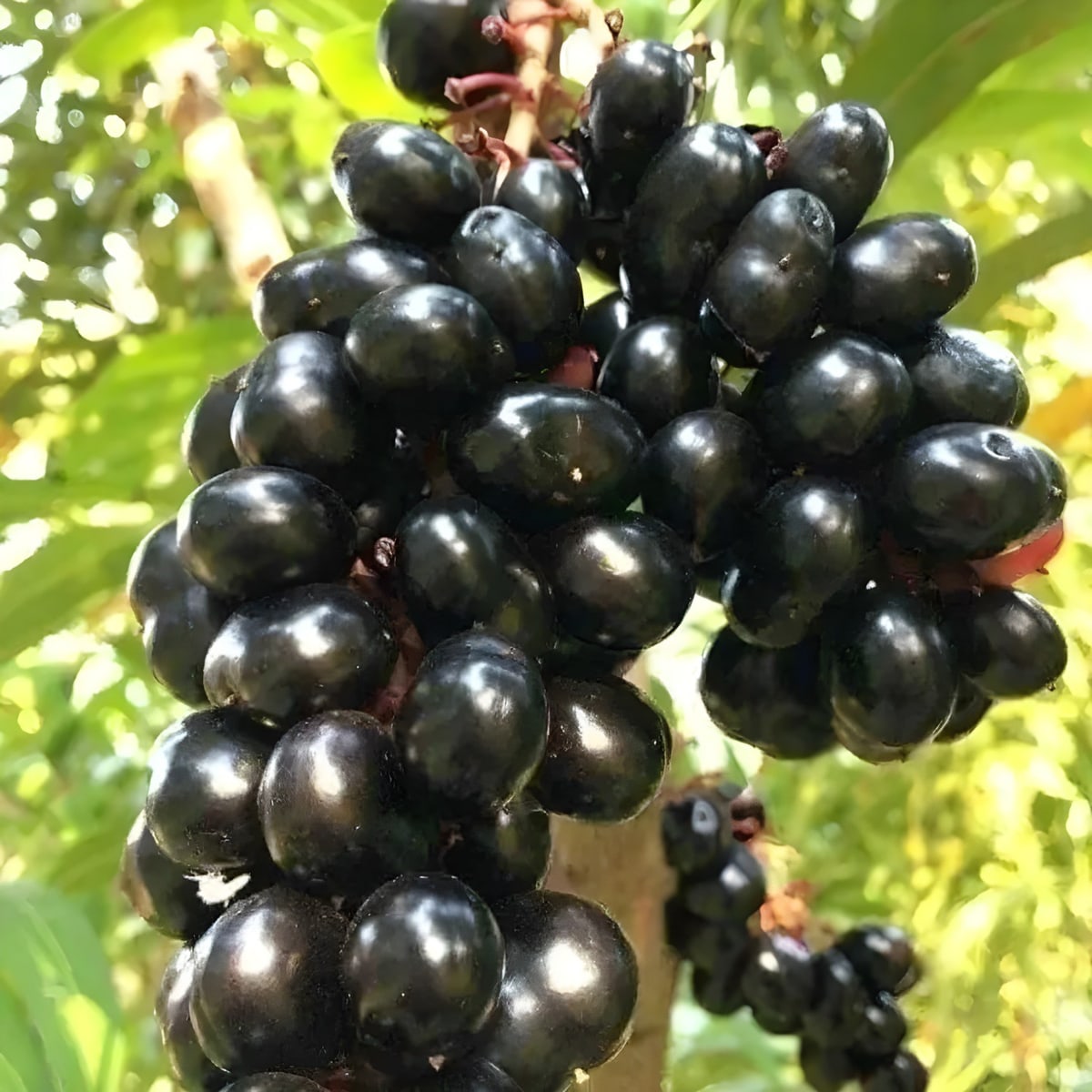 Thai King Black Jamun Plant
