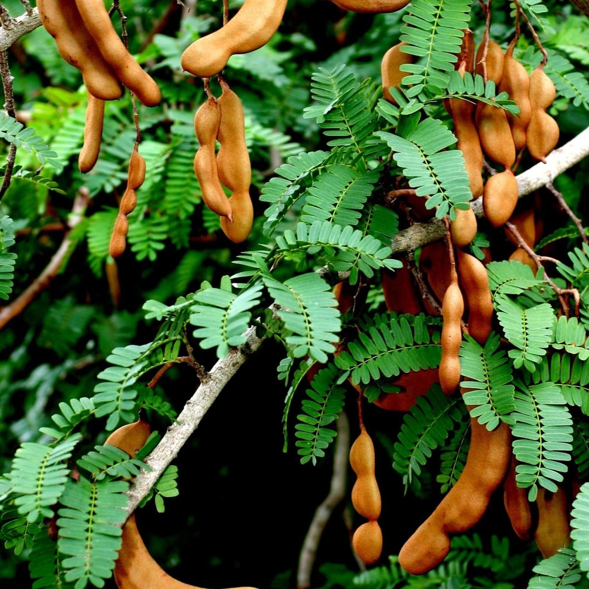 Thai Red Sweet Tamarind Plant