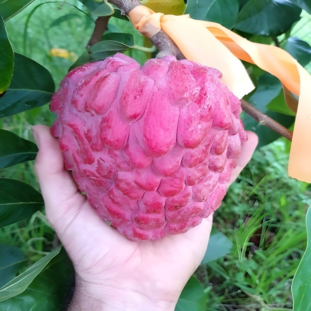 Thai Red Custard Apple Plant