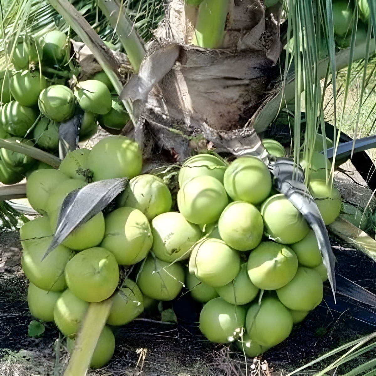 Ganga Bardhan Coconut Plant