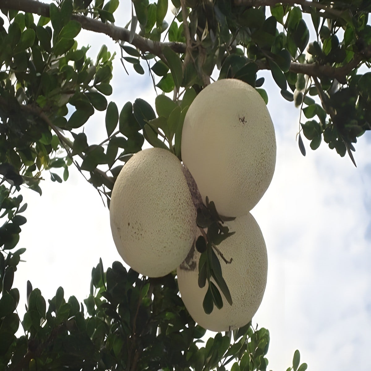 Thai Wood Apple Plant