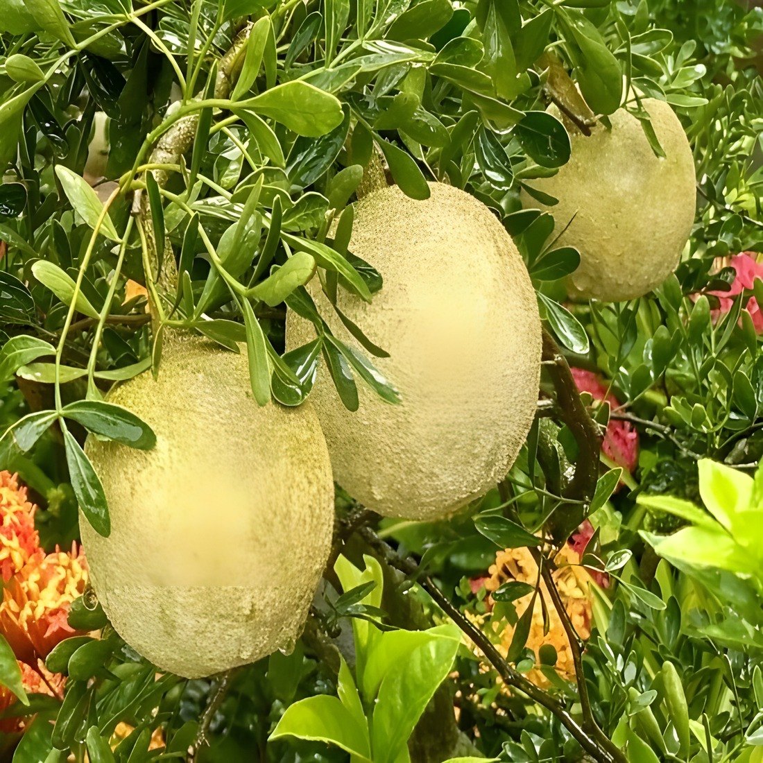 Thai Wood Apple Plant, image 2 of 3