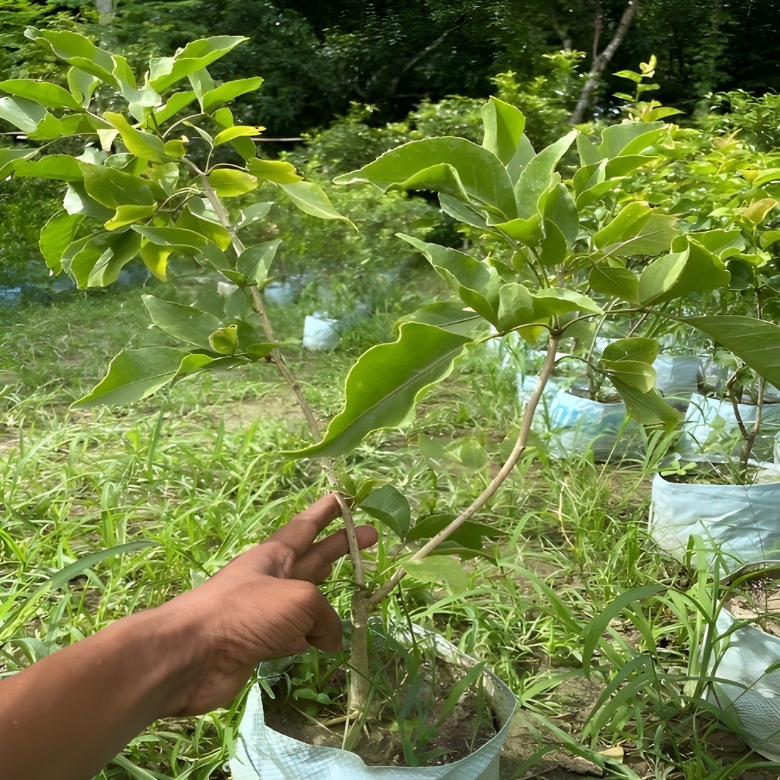 Thai Wood Apple Plant, image 3 of 3