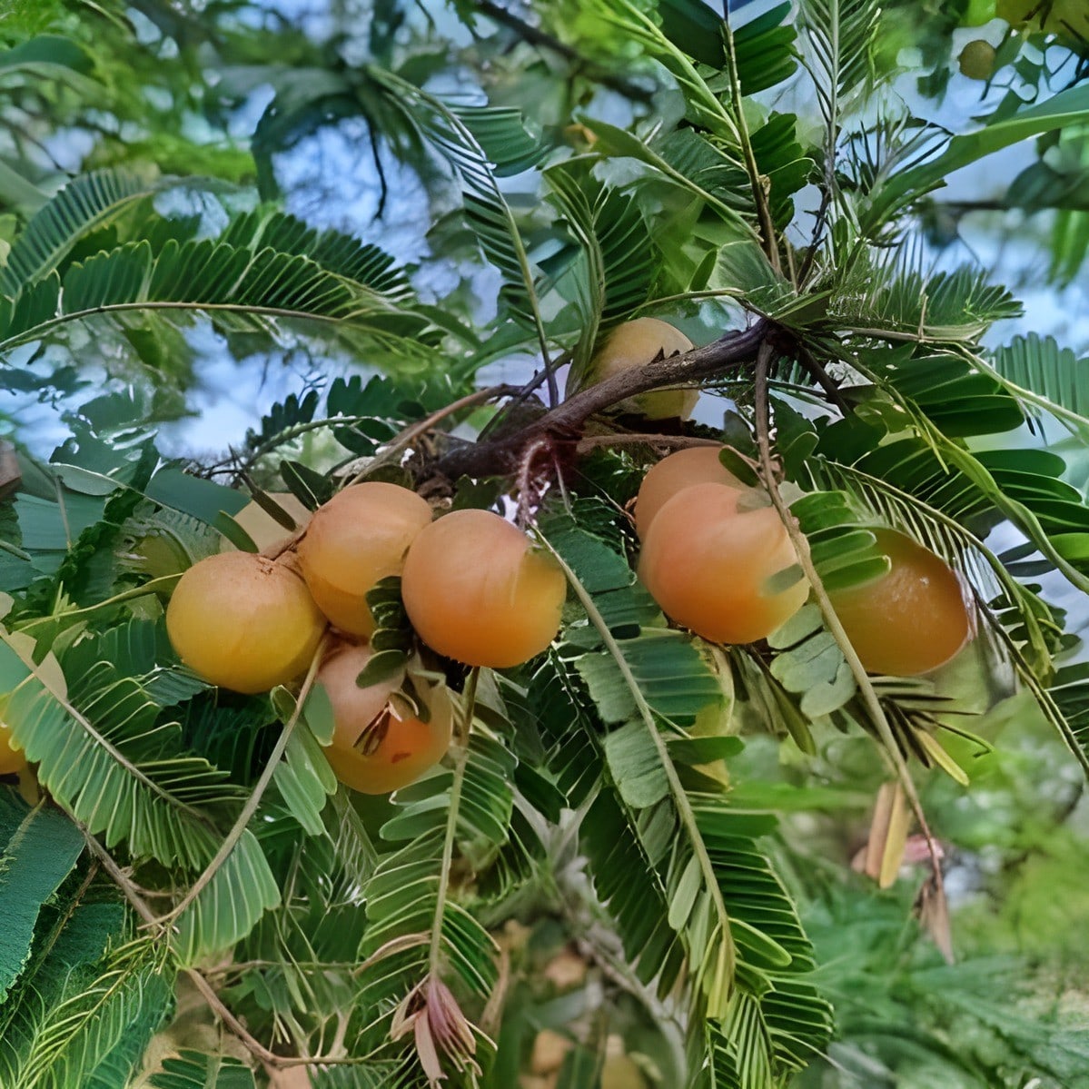 Red Amla Plant