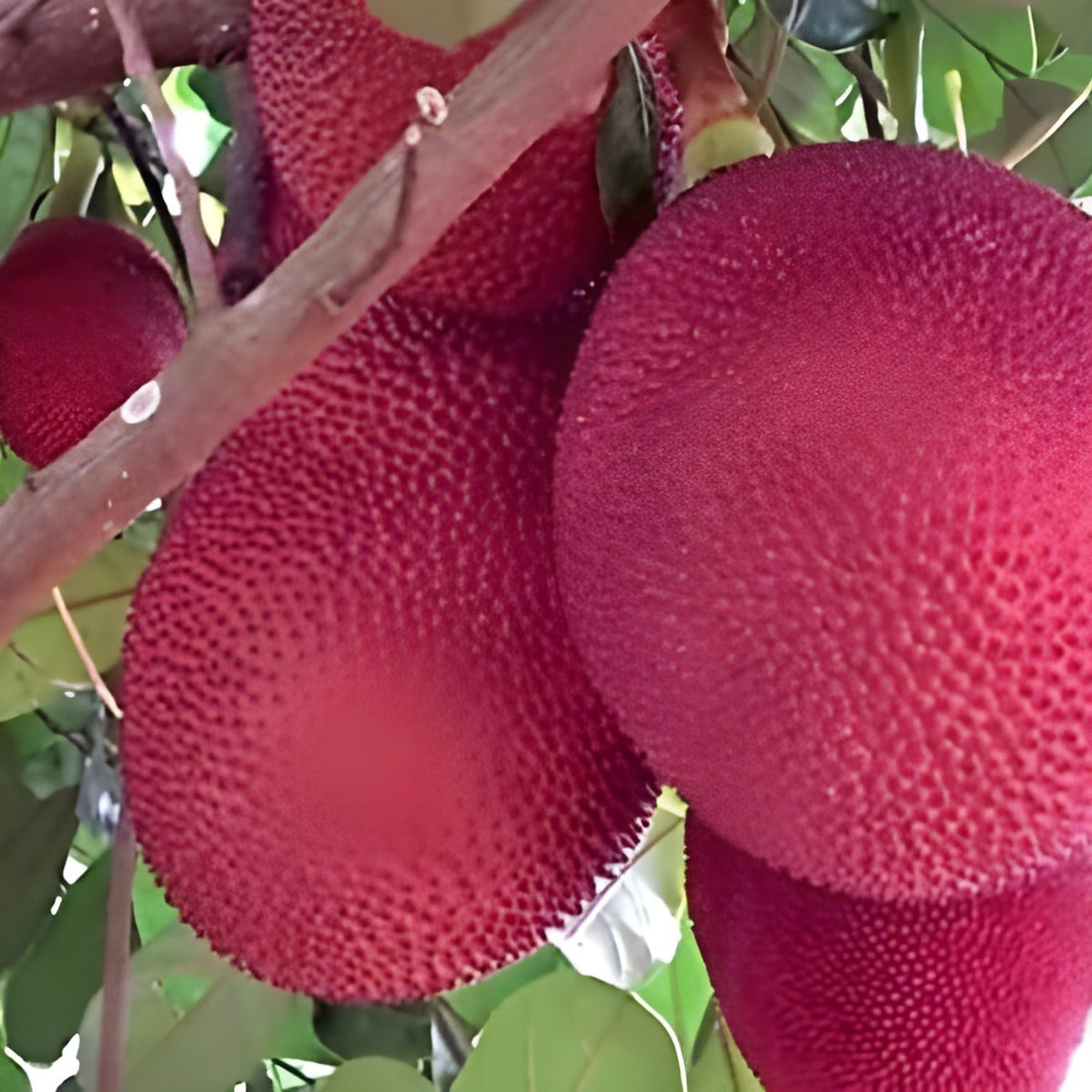 Thai Red Jackfruit Plant