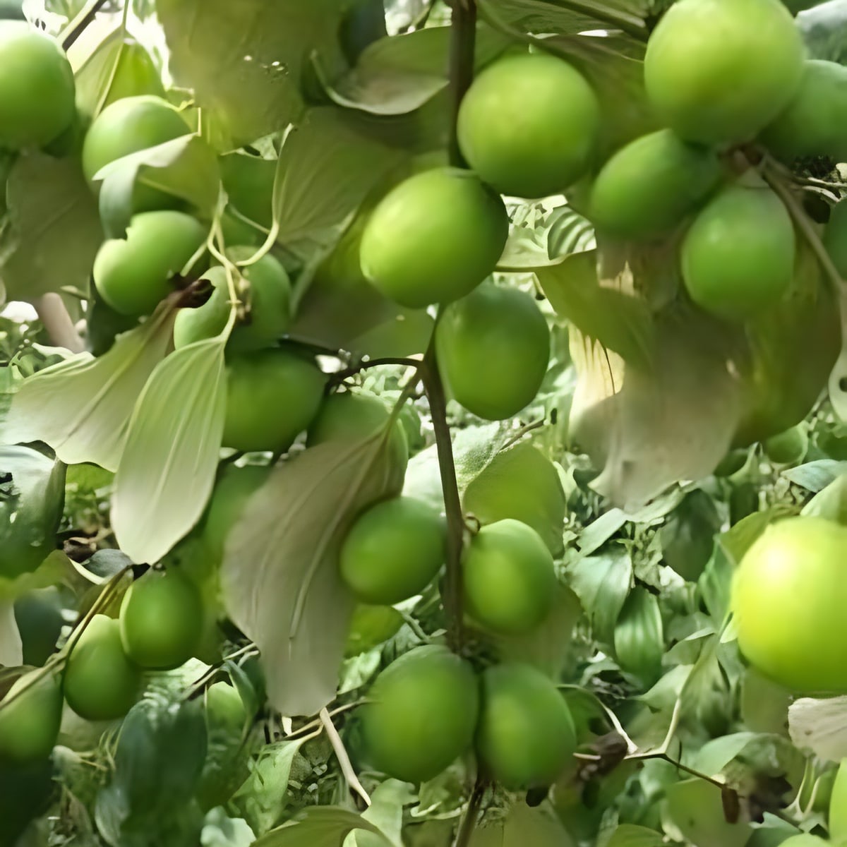Thai Green Apple Ber Plant