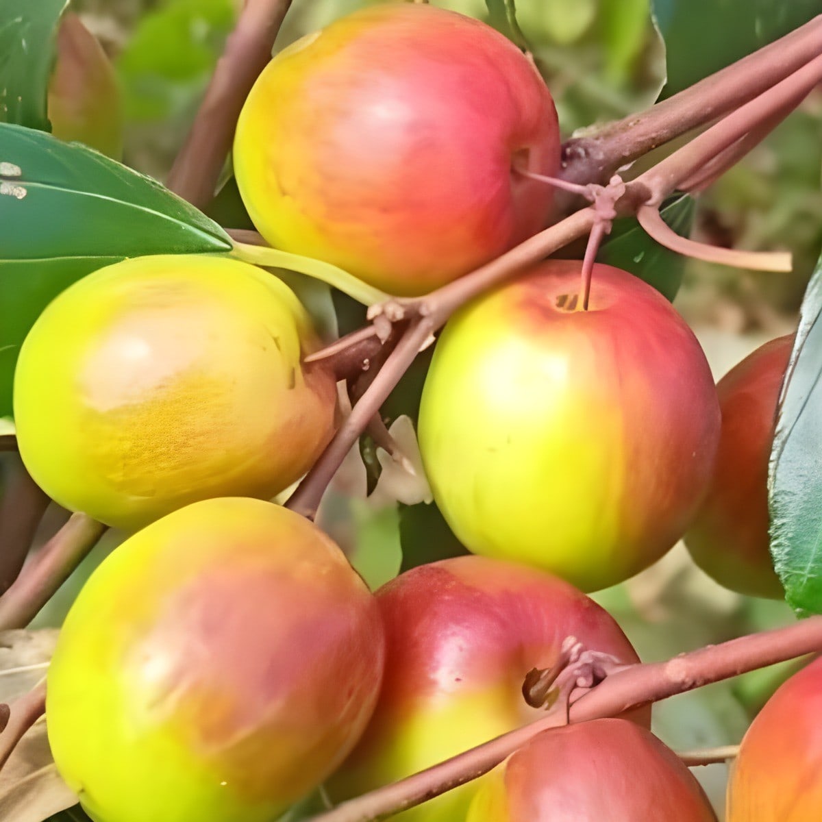 Ball Sundori Apple Ber Plant