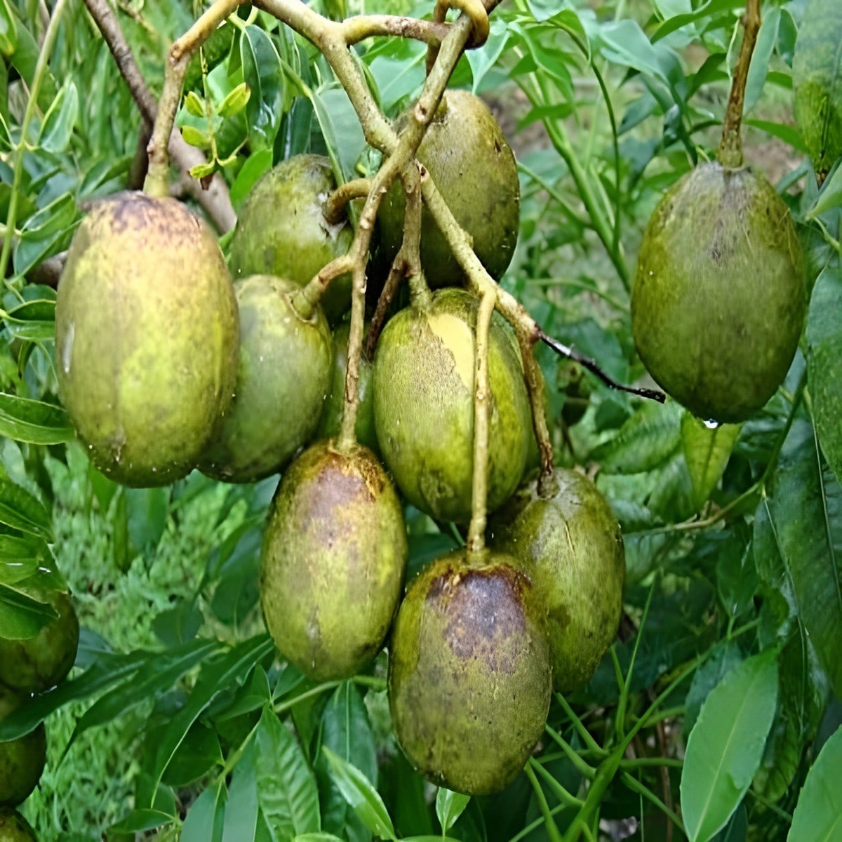 All Time Hog Plum Plant