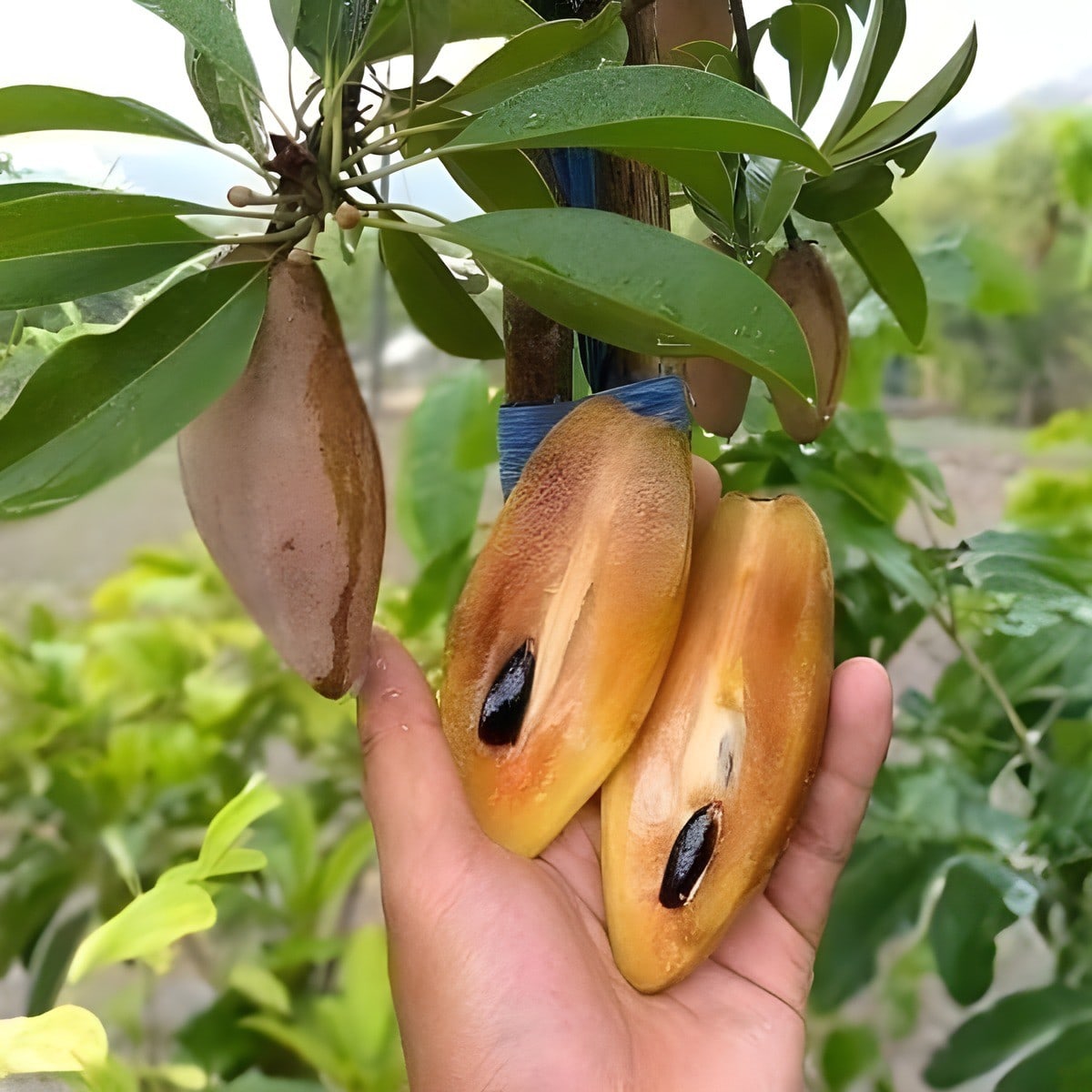 Thai All Time Long Chiku Plant