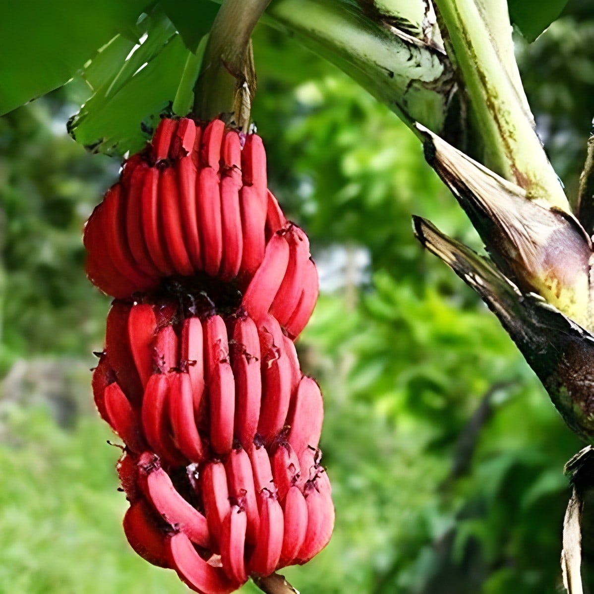 Tissue Culture Red Banana Plant