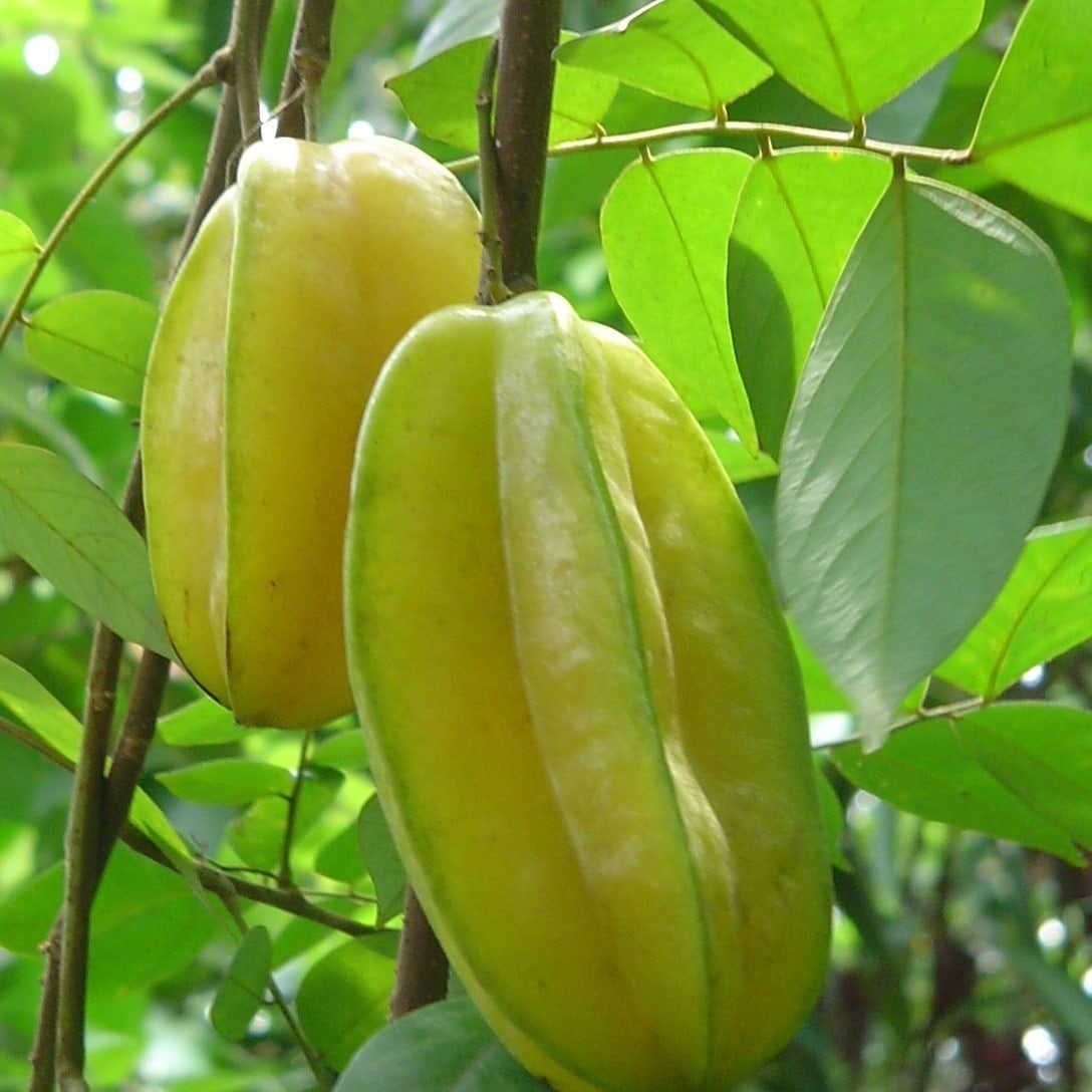 Thai All Time Sweet Star Fruit Plant