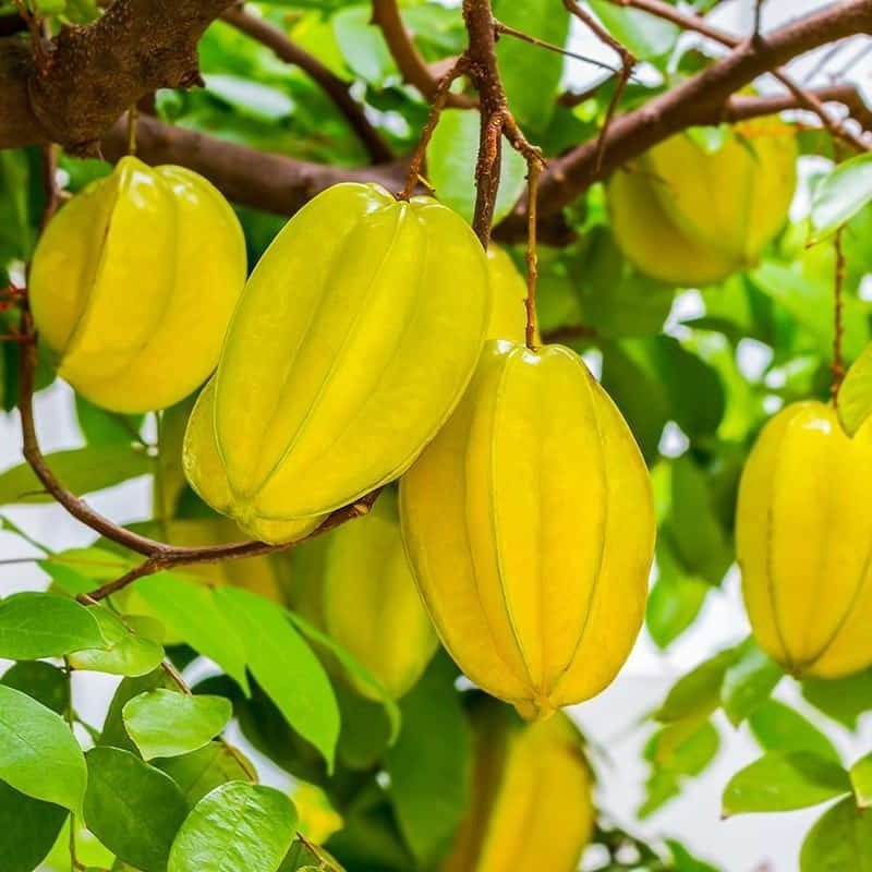 Thai All Time Sweet Star Fruit Plant, image 2 of 4
