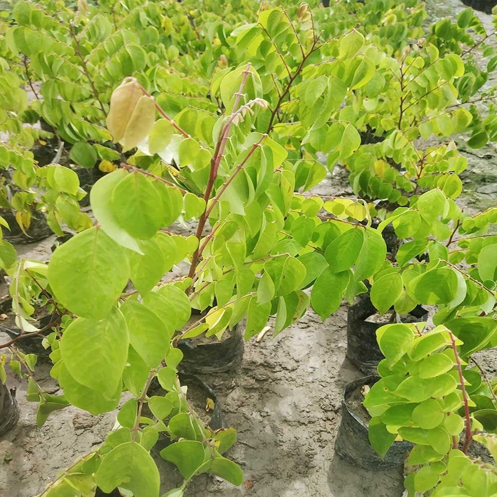 Thai All Time Sweet Star Fruit Plant, image 4 of 4