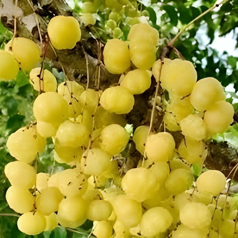 Thai Amla Plant