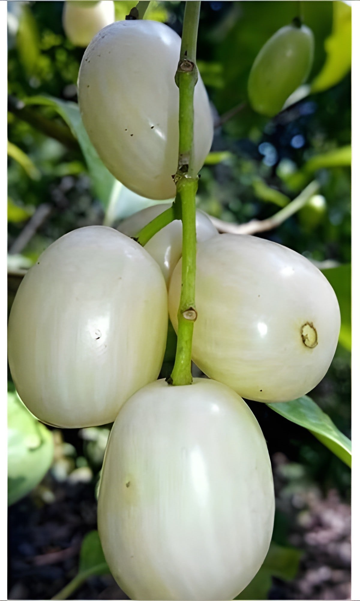 White Jamun Plant