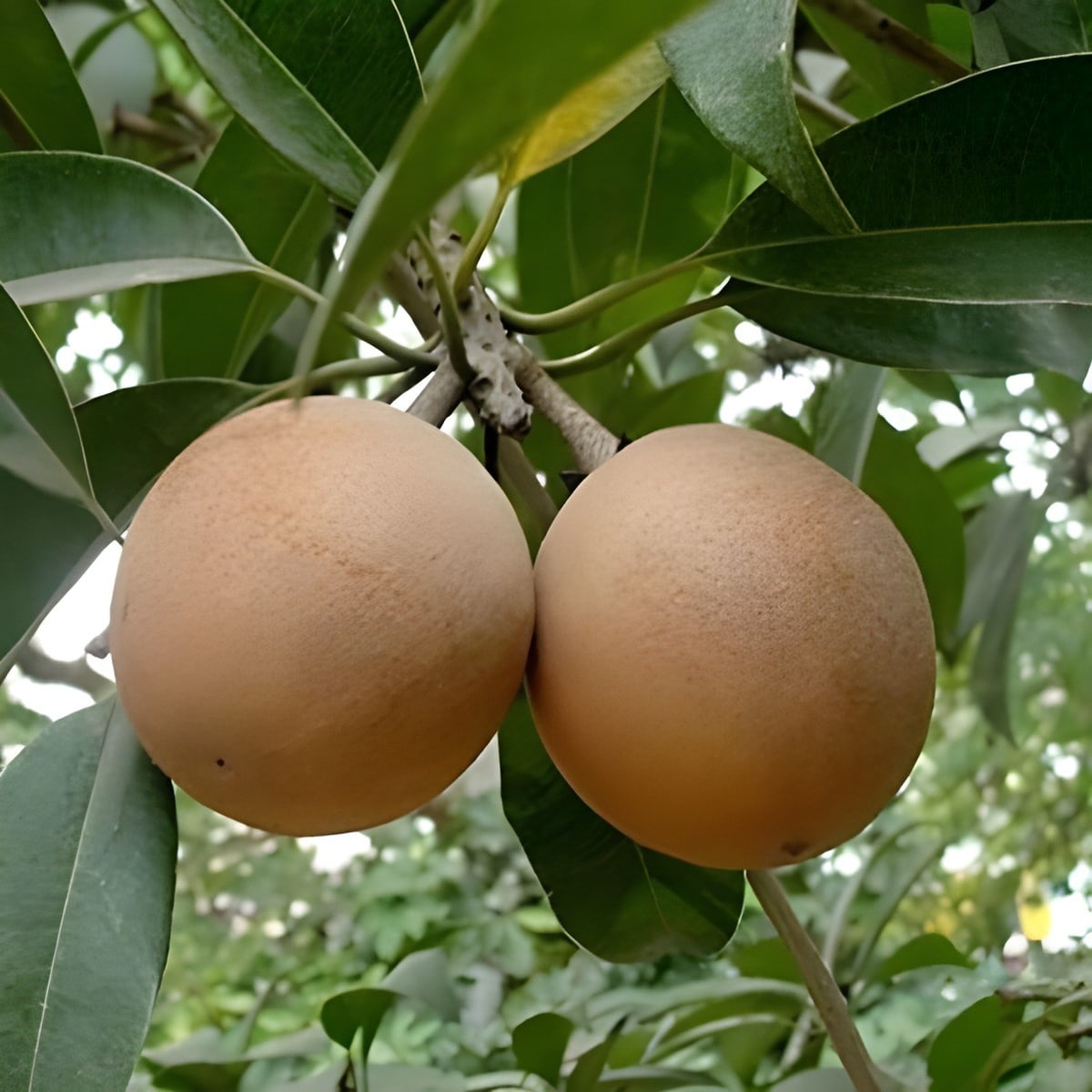 Thai Kalipatti Chiku Plant